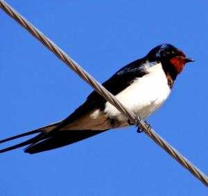 Barn Swallow 