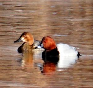 Common Pochard (Chub ja Gomar)