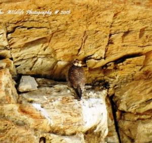 Saker Falcon 