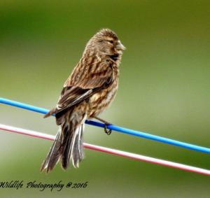 Twite