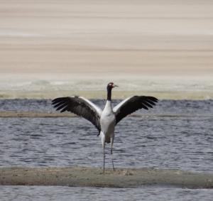 Black-necked Crane (Cha Thung Thung)