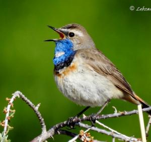 Blue-throat (Ogle sngonpo)