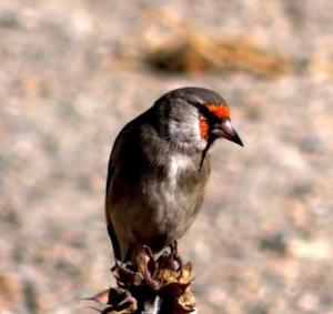 Europian Goldfinch (Chipa Dongmar)