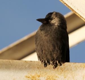 Jack Daw (Forok migkar)