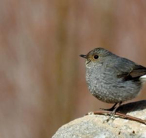 Plumbeous Water Redstart (Chui Sentik)