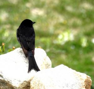 Black Drongo 