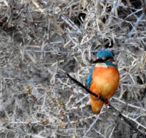 Common Kingfisher (Nyaza Chuon)