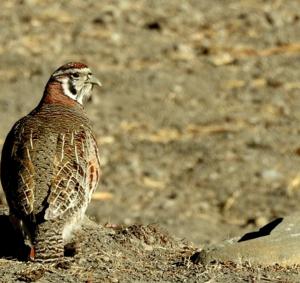 Tibetan Partridge (Dep sRak)