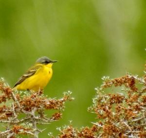 Grey Wagtail 