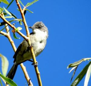 Great White-throat