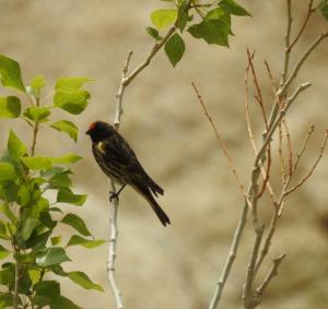 Red-fronted Serin (Palba membar)