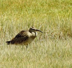 Whimbreal 