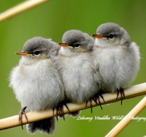 Chicks of Kashmir Chiff Chaff