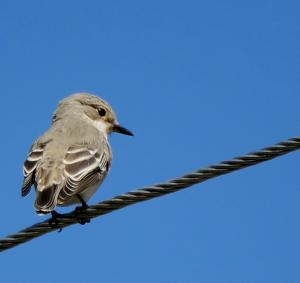 Spotted Flycatcher