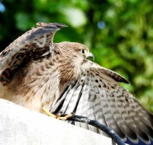 Common Kestrel (Tha)