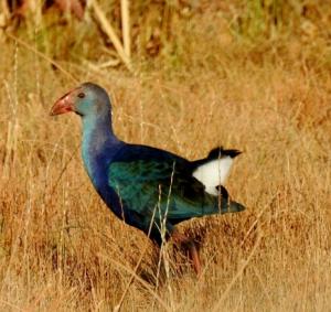 Purple Swamphen 