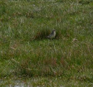 Bandt's Mountain Finch