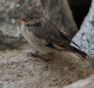 Bandt's Mountain Finch