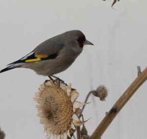 Europian Goldfinch