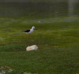Black Winged Stilt