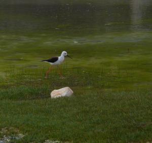 Black Winged Stilt