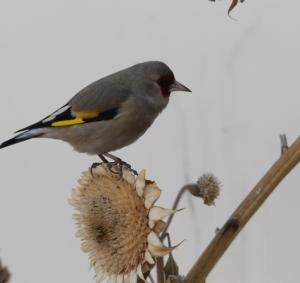 Europian Gold Finch