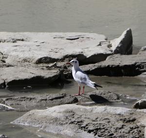 Brown Headed Gull