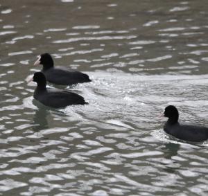 Common Coot