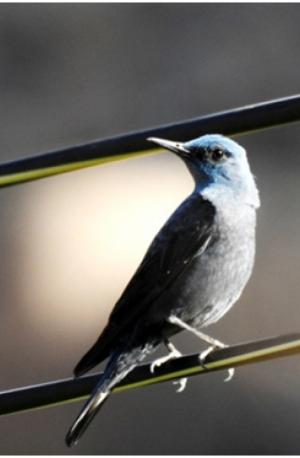 Blue Rock Thrush