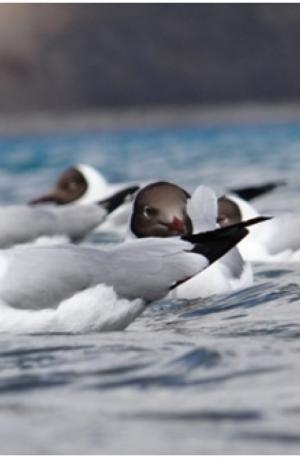 Brown-headed Gull