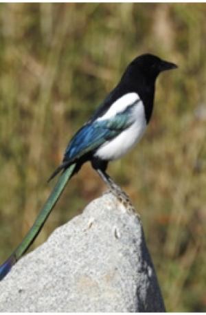 Eurasian / Black-billed Magpie