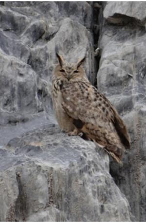 Eurasian Eagle Owl