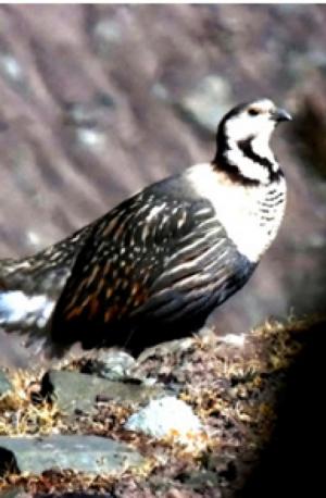 Himalayan Snowcock