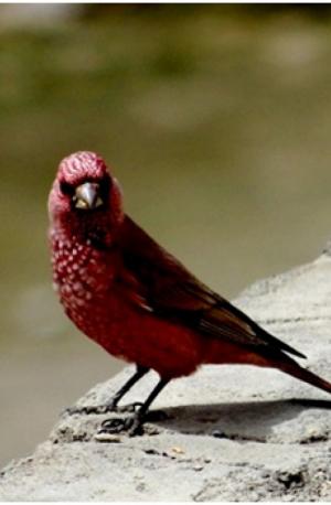 Great Rosefinch