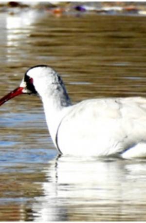 Ibisbill 