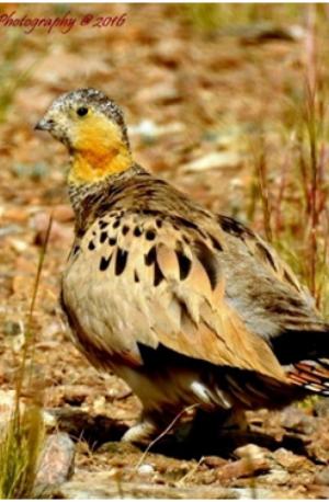 Tibetan Sandgrouse