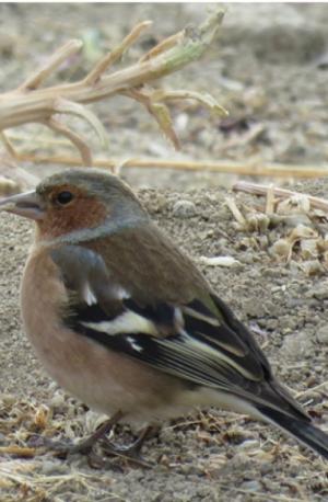 Common Chaff Finch