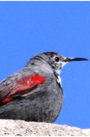 Wall Creeper