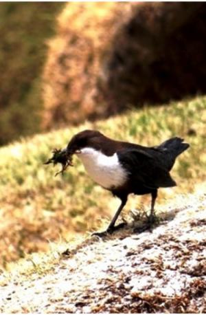 White-throated Dipper 