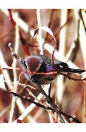 White-browed Tit Warbler