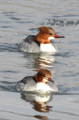 Marganser 