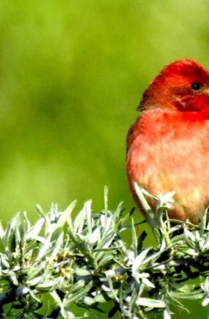 Common Rosefinch (Ichu Idmar)