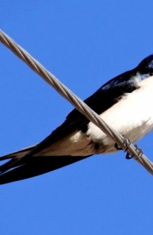 Barn Swallow 