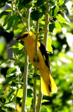 Golden Oriel (Zeri Mayon)