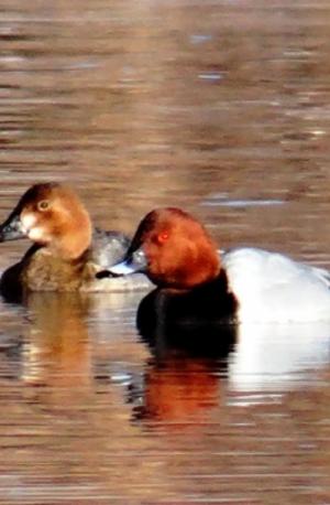 Common Pochard (Chub ja Gomar)