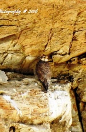 Saker Falcon 