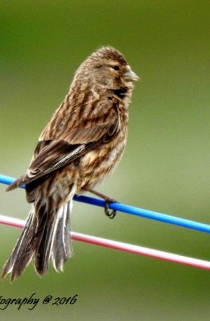 Twite