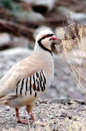 Chukar Partridge (sRakpa)