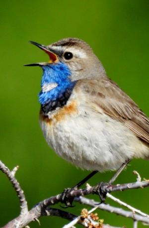 Blue-throat (Ogle sngonpo)