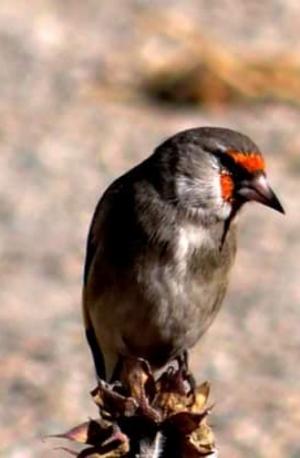 Europian Goldfinch (Chipa Dongmar)